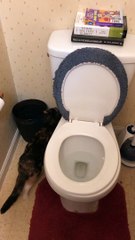 Elle adore regarder la chasse d'eau des toilettes