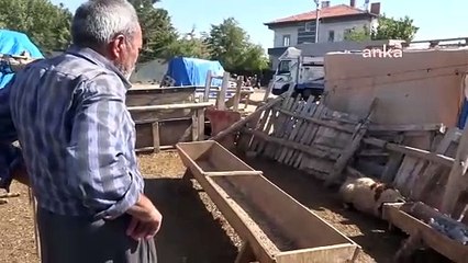 Les animaux de la ferme laitière d'Aksaray sont morts