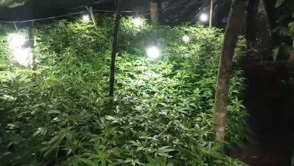 ext-policia-interviene-viviero-en-perez-zeledon-211023