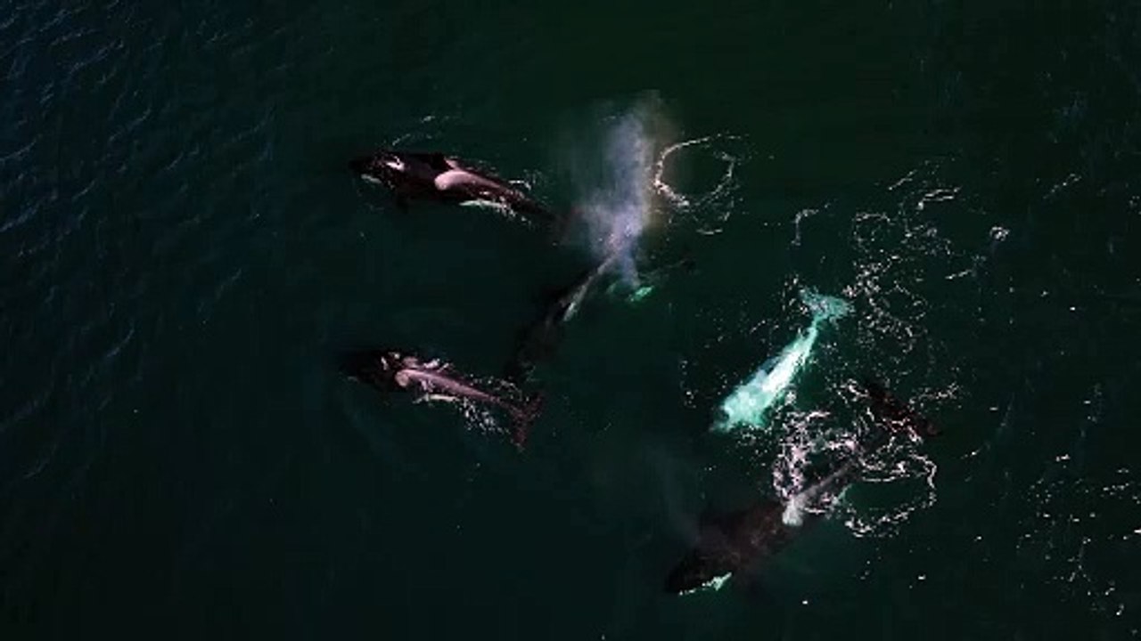 Frosty the White Killer Whale - video Dailymotion