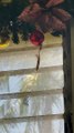 Lizards Hang From Christmas Ornament