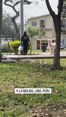 Joven camina con una llama en La Molina: "Camina con estilo"