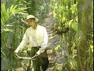 LK hoa cau vuon trau - Trong Phuc & Hong Van