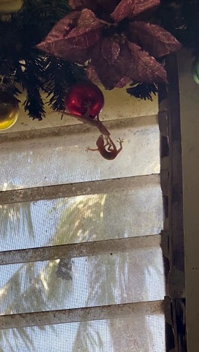 Lizards Hang From Christmas Ornament