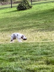 Il n'y a pas de meilleur jouet qu'un bol