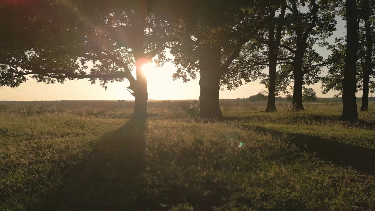 "Soothing Ambient Music: Healing Frequencies for Stress Relief"