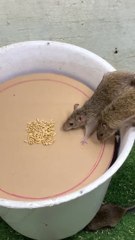 Awesome_mousetrap_ideas_from_plastic_and_cardboard_buckets#mousetrap_#rattrap_#shorts(720p)