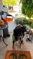 Berner Shows Off Collection Of Halloween Costumes
