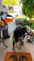 Berner Shows Off Collection Of Halloween Costumes