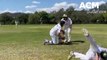 Bective East vs Tamworth City United first grade cricket - October 21, 2023 - Northern Daily Leader