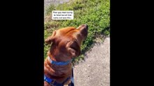 New Funny Animals  Funniest Dogs And Cats Videos 2023