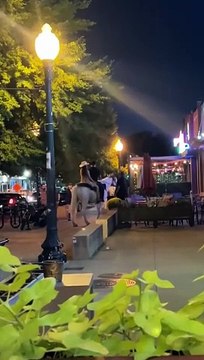 Horse Walks Into Dallas Bar