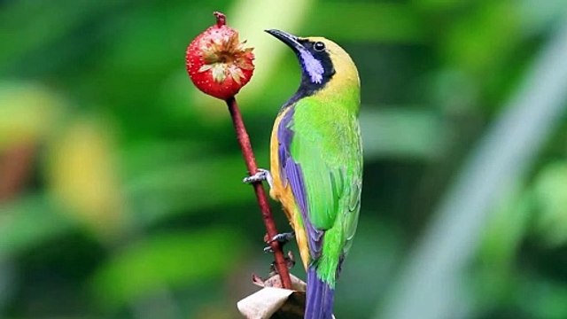 8K BIRDS RELAXATION VIDEO WITH ORIGINAL BIRD SOUNDS FOR 8K OLED TV - 8K VIDEOS - 8K NATURE #short