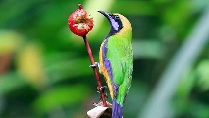 8K BIRDS RELAXATION VIDEO WITH ORIGINAL BIRD SOUNDS FOR 8K OLED TV - 8K VIDEOS - 8K NATURE #short