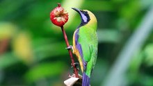8K BIRDS RELAXATION VIDEO WITH ORIGINAL BIRD SOUNDS FOR 8K OLED TV - 8K VIDEOS - 8K NATURE #short
