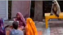 दमोह: हटा में बंदरों का आतंक जारी, देखें वीडियो
