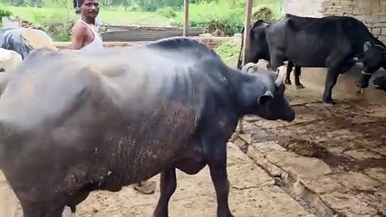 Animals did not get protective cover, plan in midstream