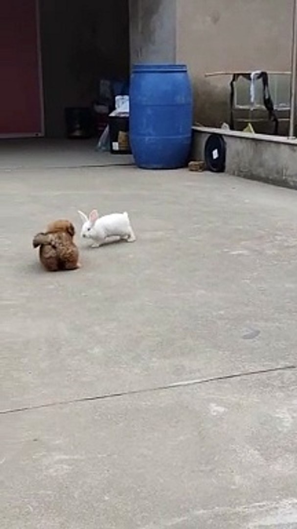 ⁣Dog And Rabbit Fun | Animals Funny Moments | Animals Satisfying Videos | Cute Pets | Funny Animals #