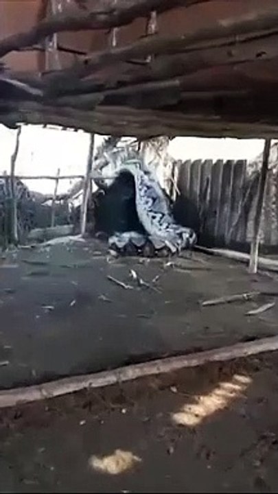 Un énorme serpent capturé en Inde