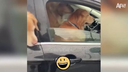 Can Dogs Drive Care ?  Funny Car & Truck Moments