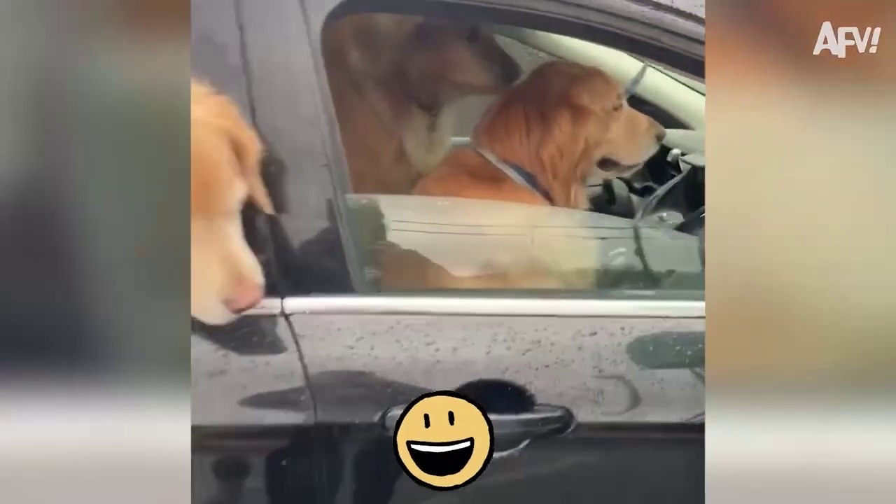 Can Dogs Drive Care ?  Funny Car & Truck Moments