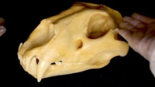 Identifier le crâne d'un animal
