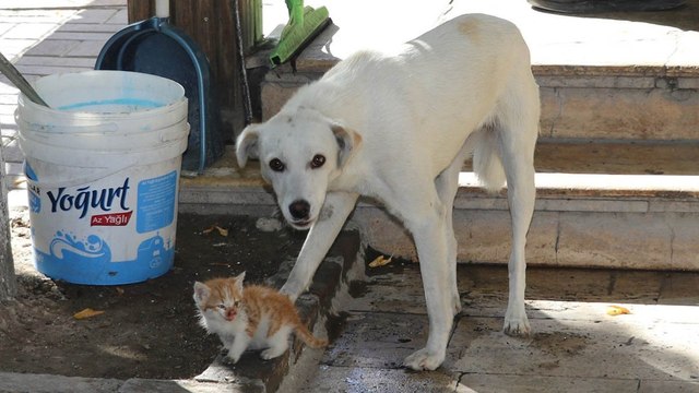 Bir köpek, kedi yavrusuna annelik yapıyor
