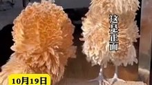 這不是雞毛撣子，這是翻毛雞。It's not a feather duster. It's a shaven chicken.