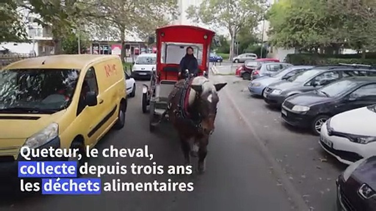Queteur, le cheval qui collecte des déchets alimentaires