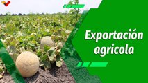 Cultivando Patria | Fundo ''Bisure Azul'' apuesta por la exportación de melones nacionales