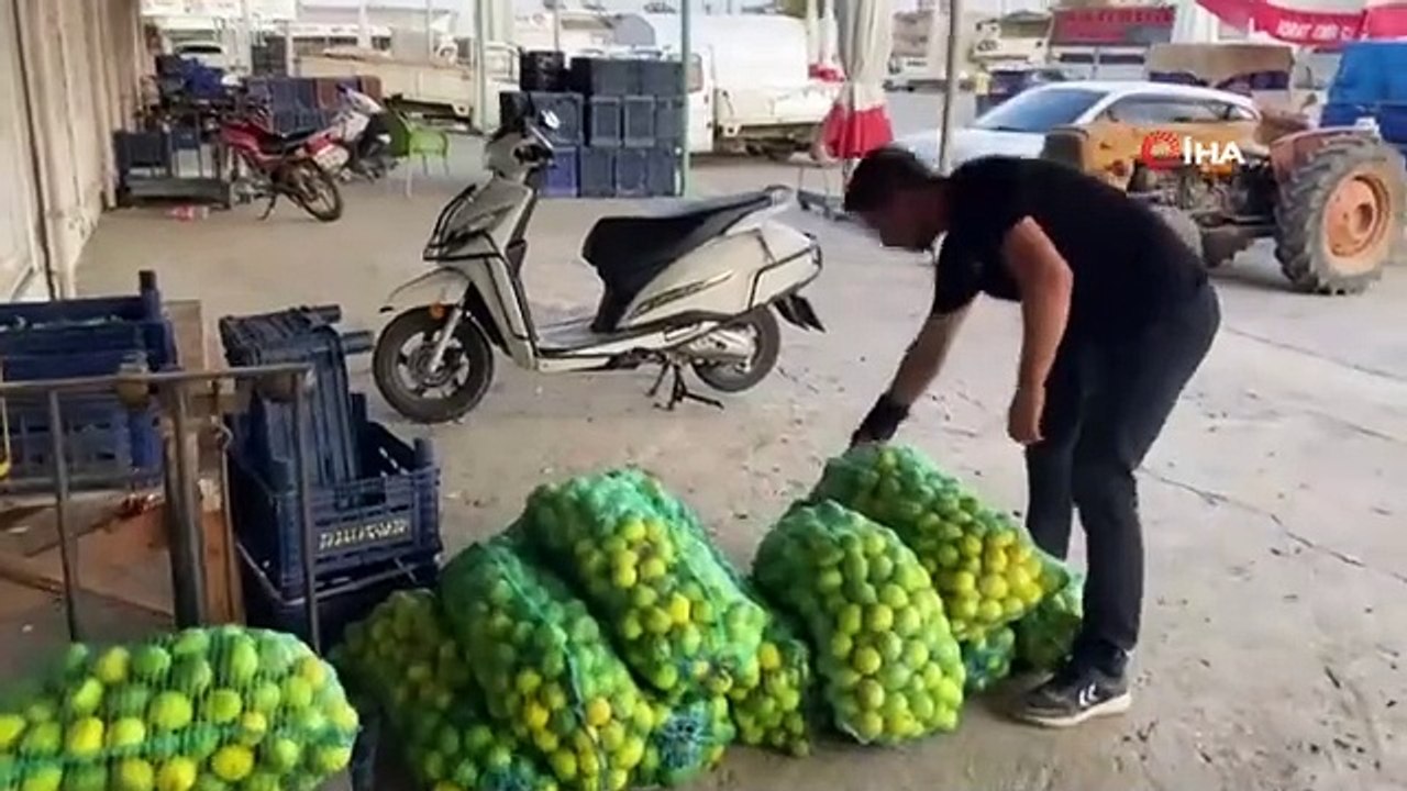 Serik Toptancı Halinde Limon Fiyatları Düştü