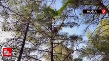 Fethiye’de yamaç paraşütü ile ağaçta mahsur kalan kazazede kurtarıldı