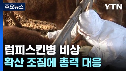 럼피스킨병 확산 조짐..."백신 접종 전국으로 확대" / YTN