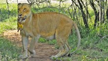 Rare Lion Birth Caught on Camera