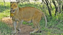 Rare Lion Birth Caught on Camera