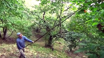 Aydın Dağları'nda Kestane Hasat Telaşı