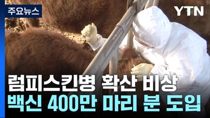 럼피스킨병 확산 조짐..."백신 접종 전국으로 확대" / YTN