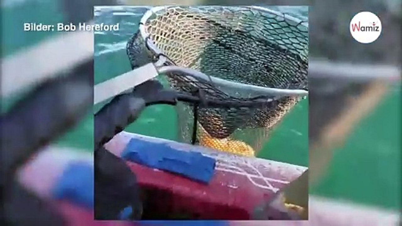 Fischer kann nicht fassen, was ihm ins Netz gegangen ist (Video)