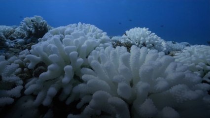 Le réchauffement des océans menace de détruire les coraux caribéens