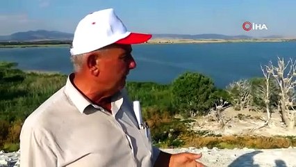 Karabataklar yeşil dokuya zarar verip, ağaçları kurutuyor