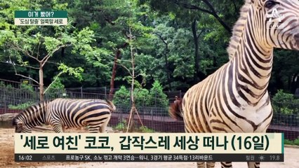 ‘도심 탈출’ 얼룩말 세로…부모 잃고 여친도 잃었다