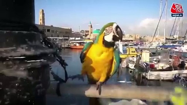 What is military strength of Israel fighting against Hamas?