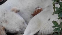 Amasya'da bir köpek, kedi yavrusuna annelik yapıyor