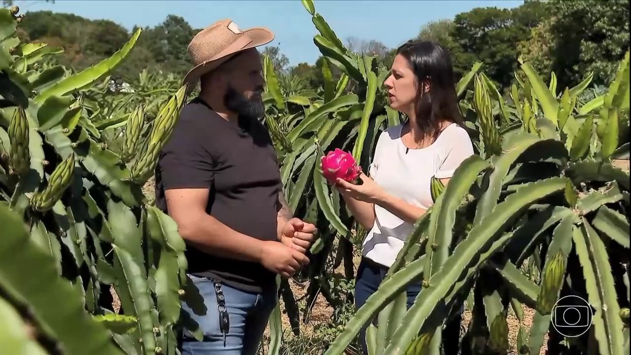 GLOBO RURAL - DOMINGO - 25/06/2023 - Vídeo Dailymotion