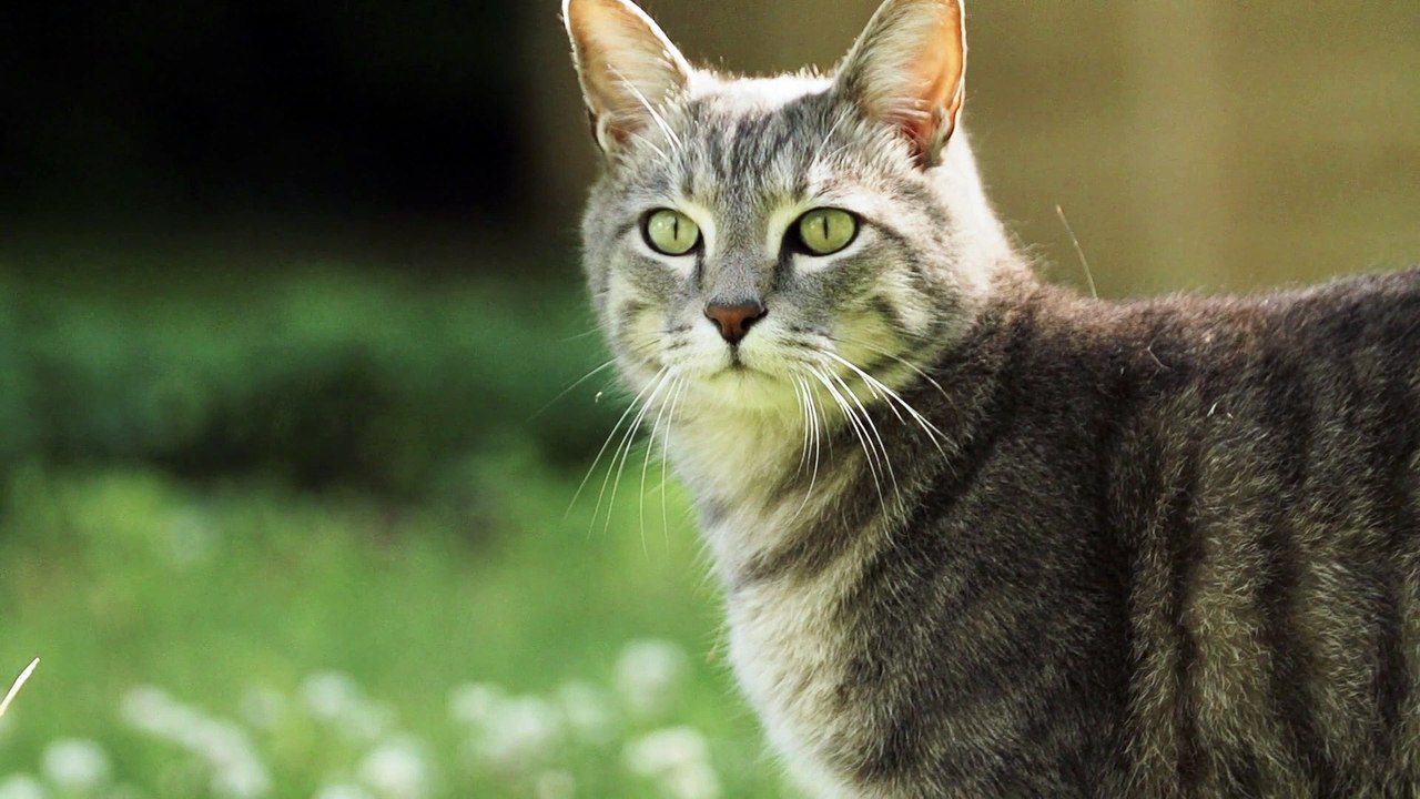 cat looking around