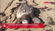 Edirne’de ölü caretta caretta karaya vurdu