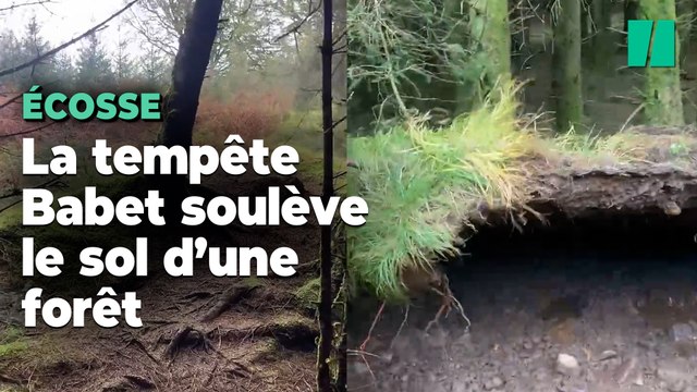 La tempête Babet a soufflé si fort en Écosse qu’elle a même réussi à soulever le sol de cette forêt