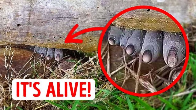 35 Mysterious Natural Phenomena That Baffle Even Scientists