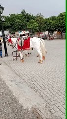 Discover the Versatility of Riding Horses 🐎