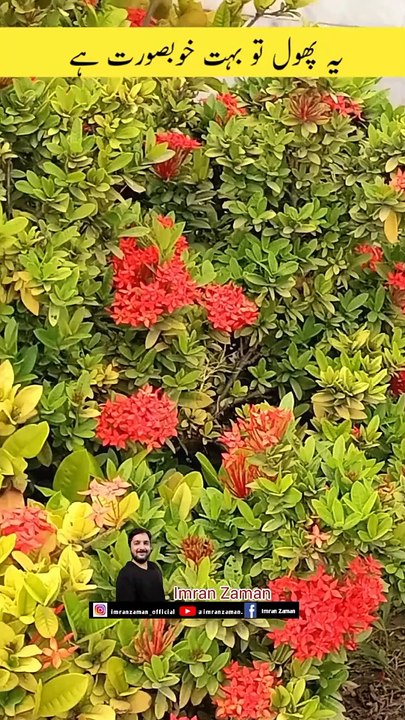 This is a very Beautiful Flower 